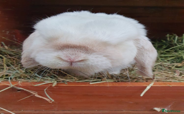 Mini Lop rabbits for sale - Advert 1