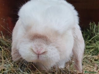 Mini Lop rabbits - Advert 36