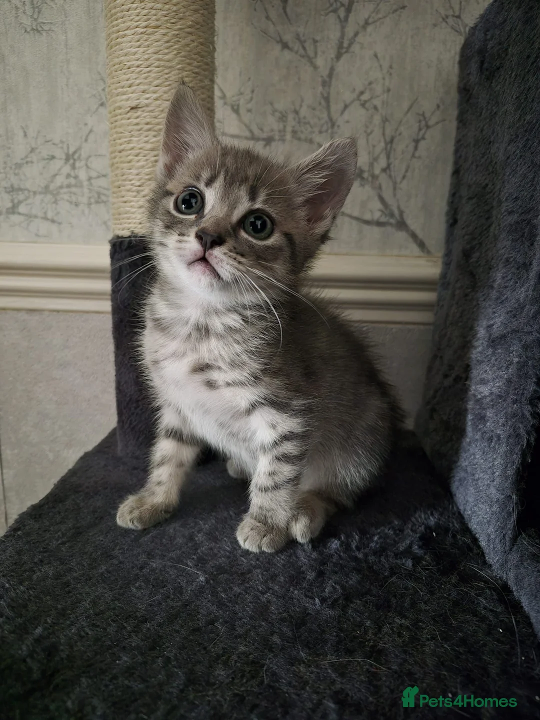 Mixed Breed cats for sale: Playful kittens  - Advert 2