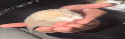 British Longhair cats for sale: Beautiful long haired kittens for sale - Advert 7