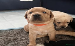 Labrador Retriever dogs for sale: 4 Labrador pups for sale - Image 4