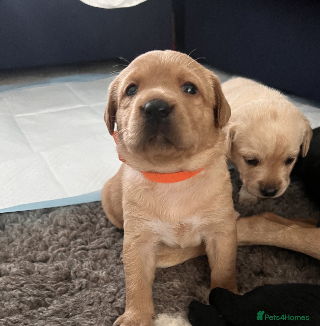 Labrador Retriever dogs for sale: 4 Labrador pups for sale - Image 4
