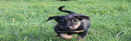 Huntaway dogs for sale: Huntaway puppies in Llanfyllin - Advert 3