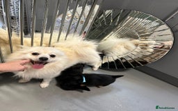 Pomeranian dogs for sale: EXCEPTIONAL LITTER of full pedigree poms  - Image 2