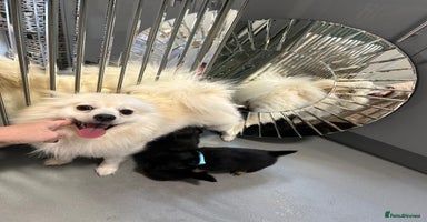 Pomeranian dogs EXCEPTIONAL LITTER of full pedigree poms  - Advert 3