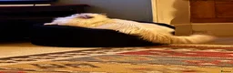 Ragdoll cats for sale: Beautiful Ragdoll kittens (5)  - Advert 13