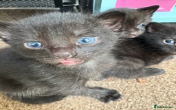 Domestic Shorthair cats for sale: two adorable black kittens ready for collection - Image 5