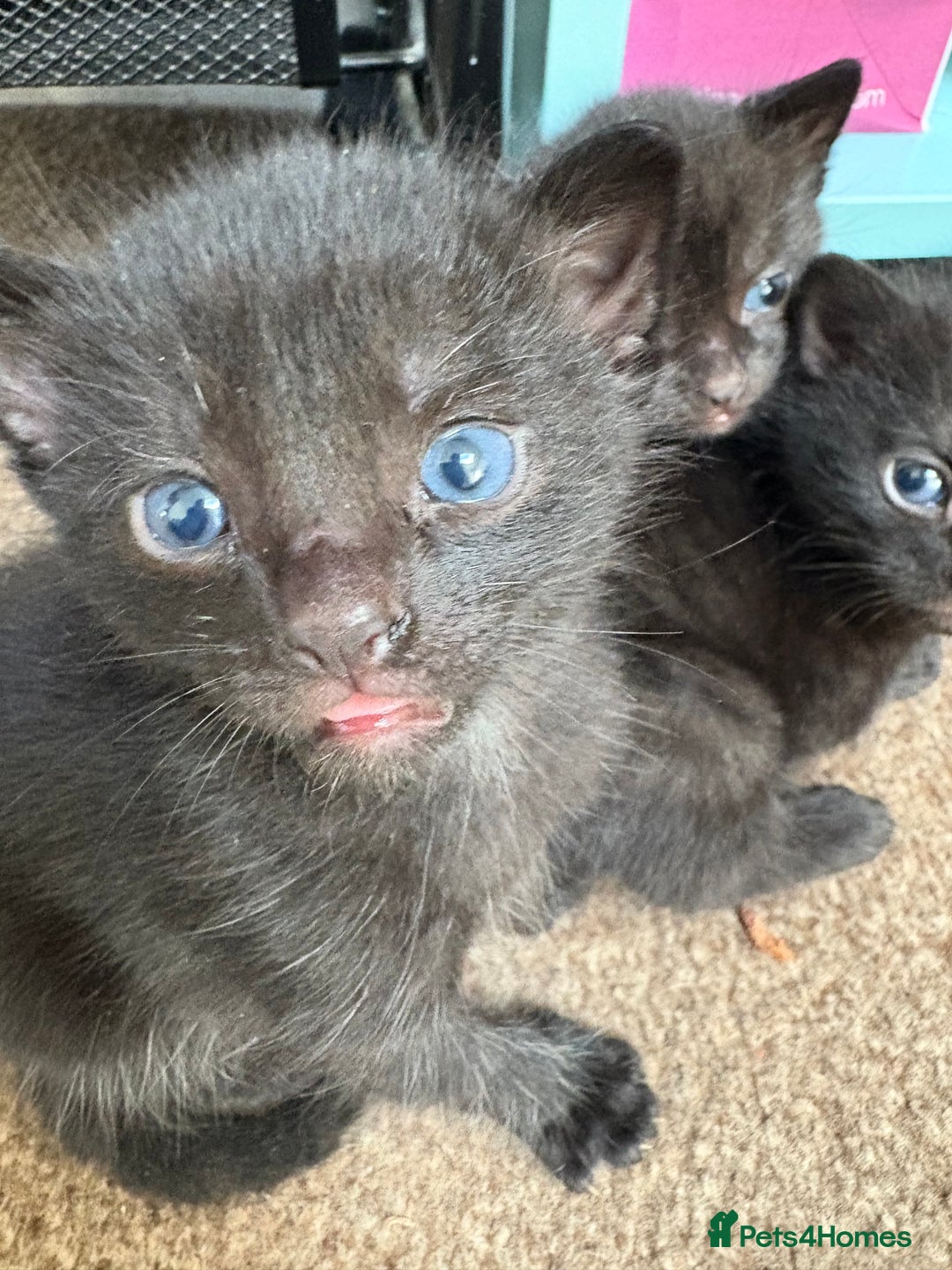 Domestic Shorthair cats for sale: two adorable black kittens ready for collection - Image 5