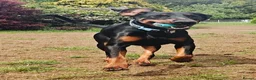 Dobermann dogs for sale: Stunning male dobermann  - Advert 2