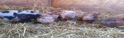 Pig livestock for sale: Mini juliana micro pigs  - Advert 3