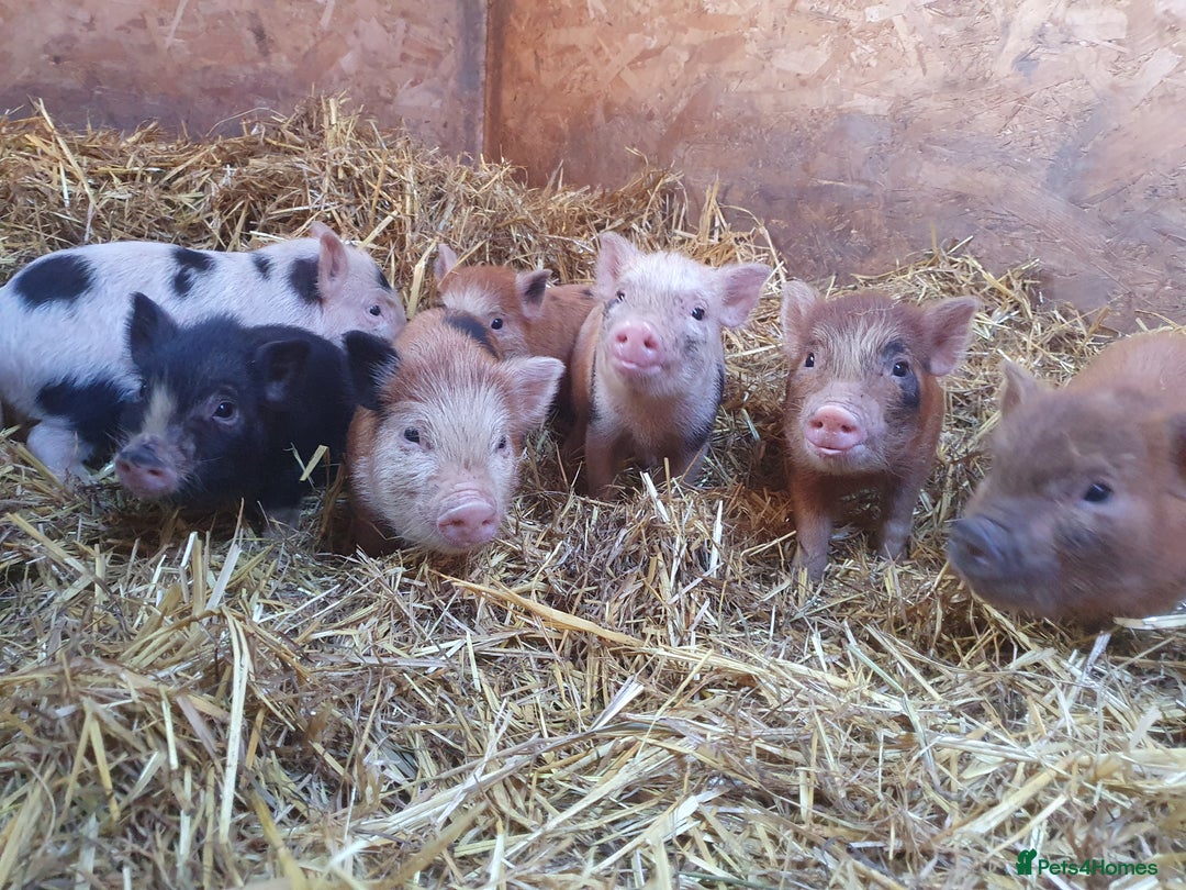 Pig livestock for sale: Mini juliana micro pigs  - Advert 3