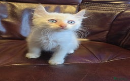 Mixed Breed cats for sale: Two ginger boys and one Flame point - Image 8