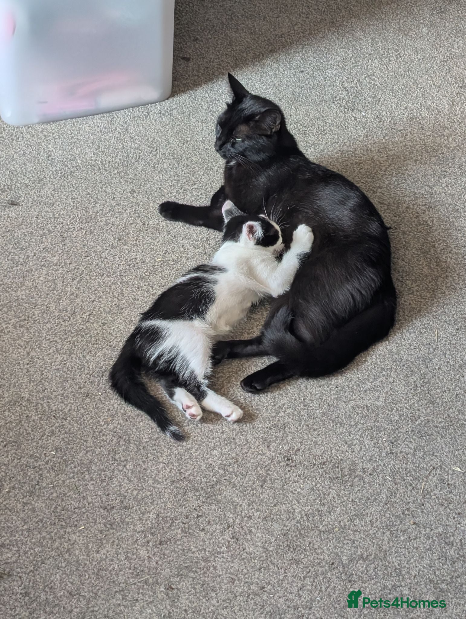 Mixed Breed cats 2 male kittens - Advert 5