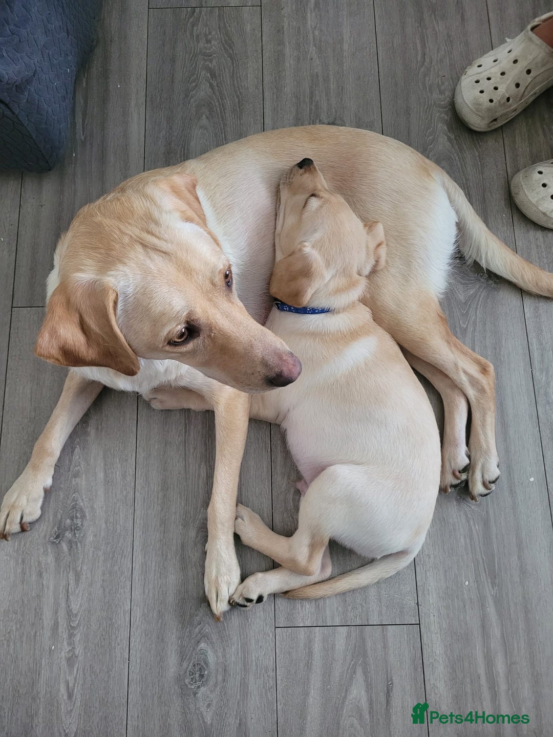 Labrador Retriever dogs for sale: Labrador puppy with papers  - Image 13