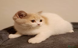 British Shorthair cats for sale: British Shorthair Fawn Tortie & White Female - Advert 11
