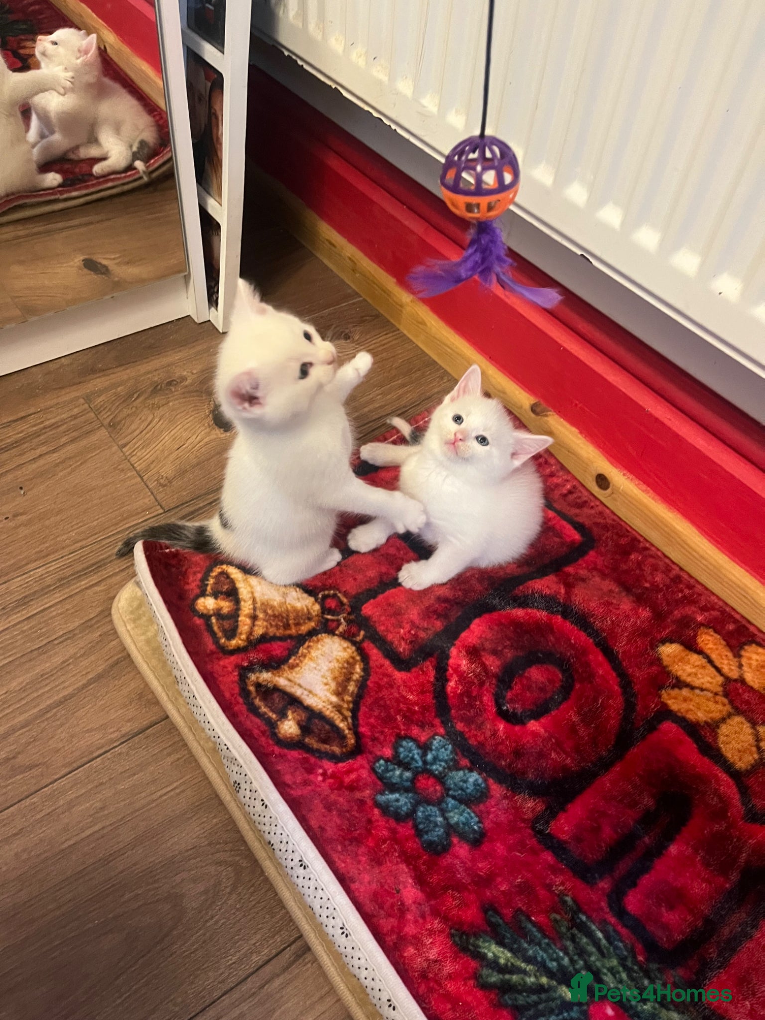 Mixed Breed cats kittens  - Advert 1