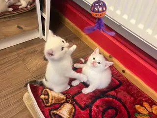 Mixed Breed cats kittens - Advert 1