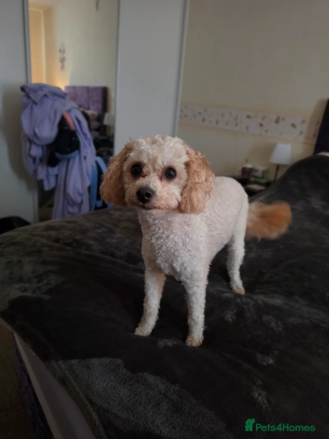 Toy Poodle dogs for sale: Toy poodle - Advert 2