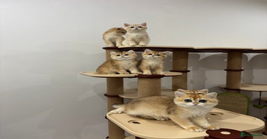 British Shorthair cats - Advert 12
