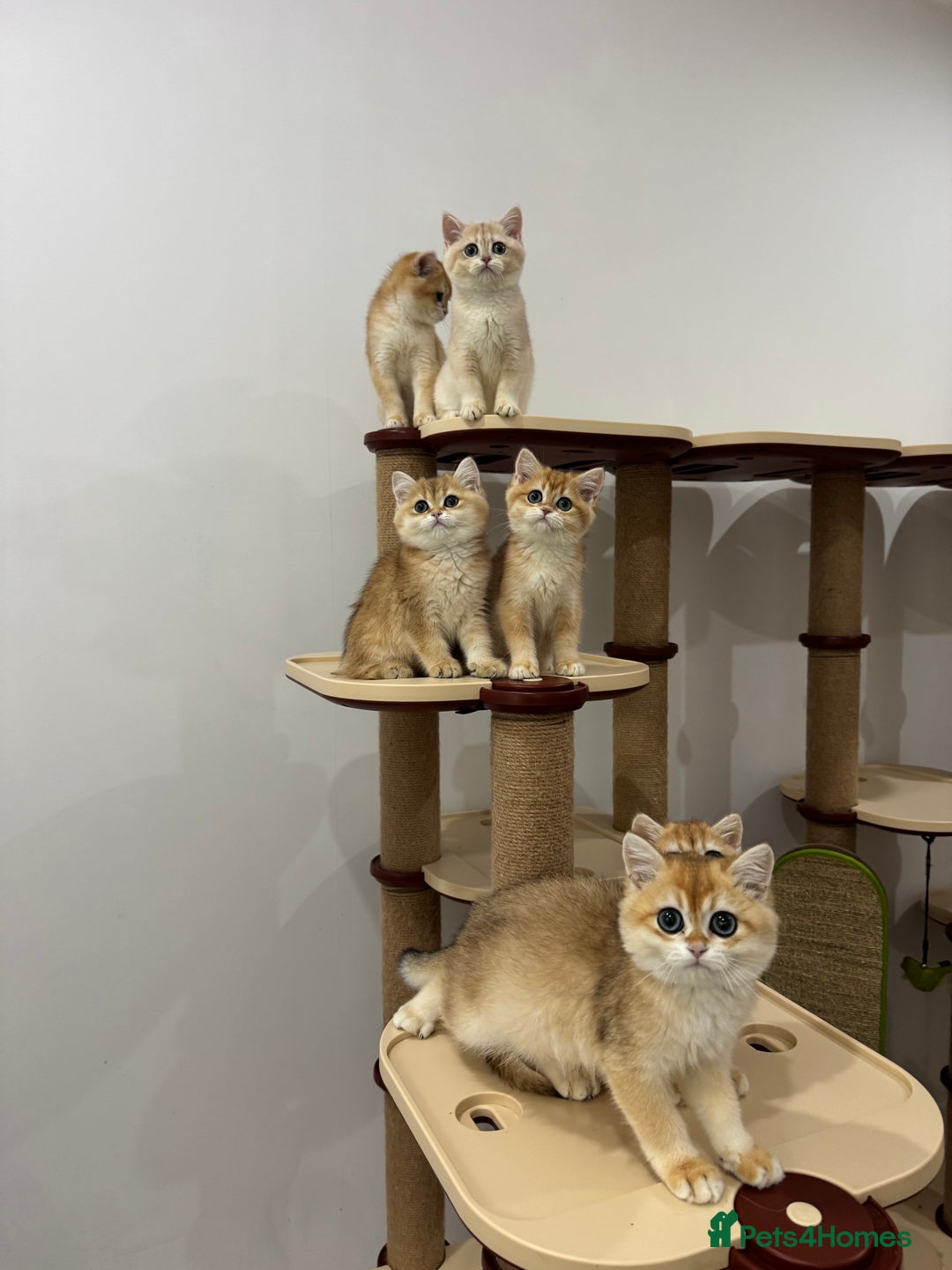 British Shorthair cats for sale: British Shorthair Golden kittens    - Image 3
