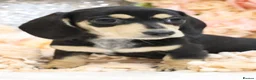 Miniature Dachshund dogs for sale: KC Miniature Dachshund Puppies - Advert 17