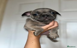 French Bulldog dogs for sale: KC Registered French Bulldog puppies ready to go - Image 23