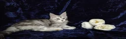 Maine Coon cats for sale: Pure Maine Coons Kittens For Sale - Advert 14