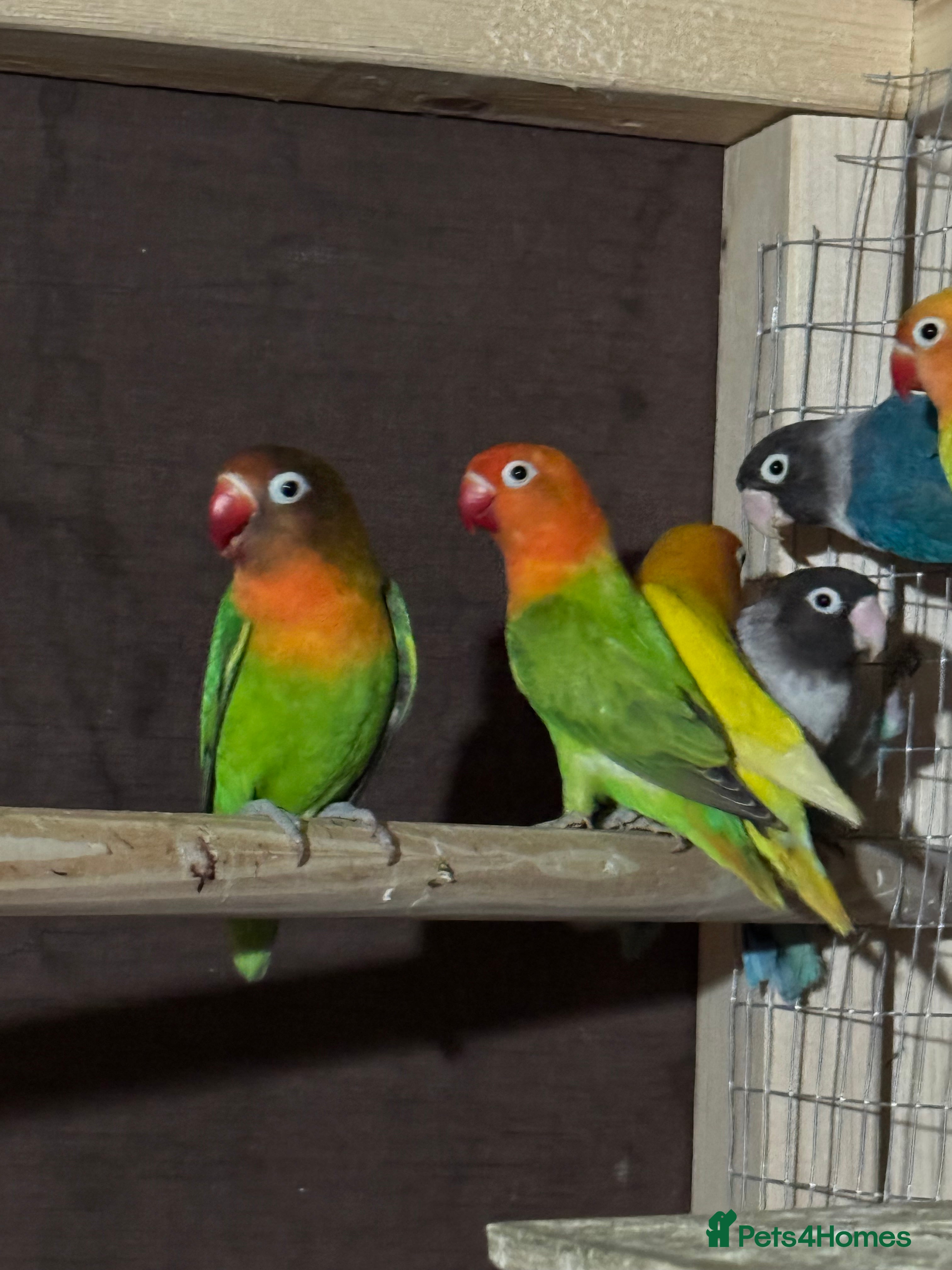 Lovebirds birds Lovebird flocks to go together  - Advert 6