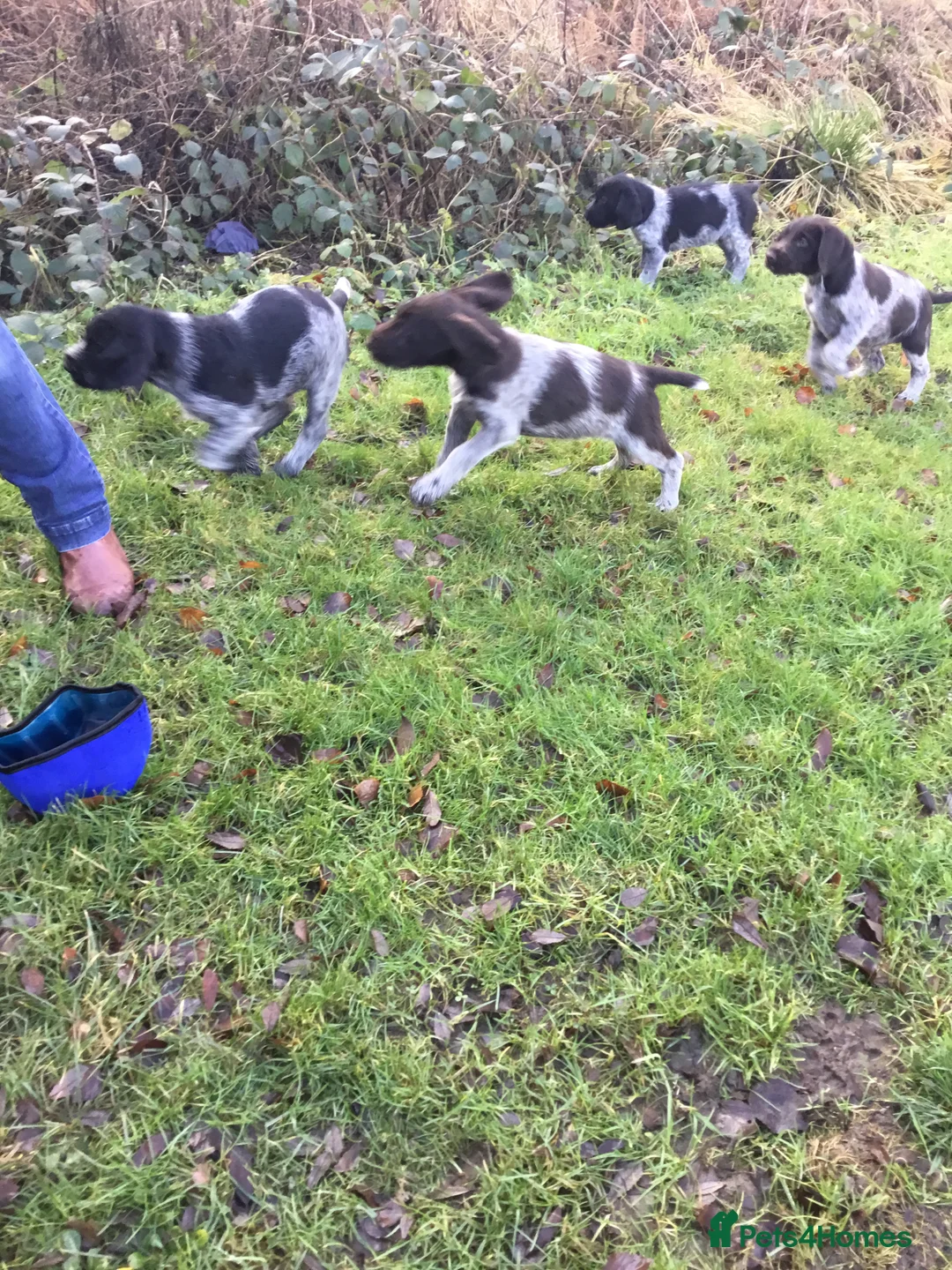 German Wirehaired Pointer dogs for sale: German wirehaired  pointer pups - Advert 6