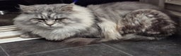Maine Coon cats for sale: Beautiful kittens available  in January  - Advert 7