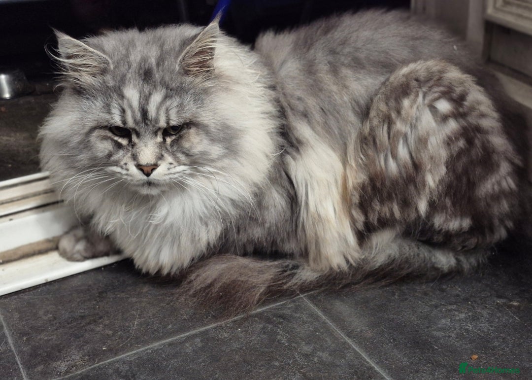 Maine Coon cats for sale: Beautiful kittens available  in January  - Advert 7