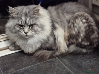Maine Coon cats Beautiful kittens available in January - Advert 14