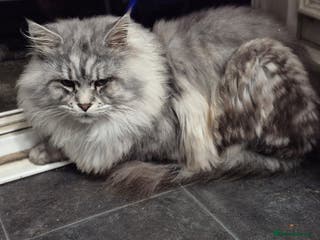 Maine Coon cats Beautiful kittens available in January - Advert 21