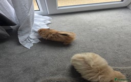 Pomeranian dogs for sale: Pomeranian puppies  - Image 13