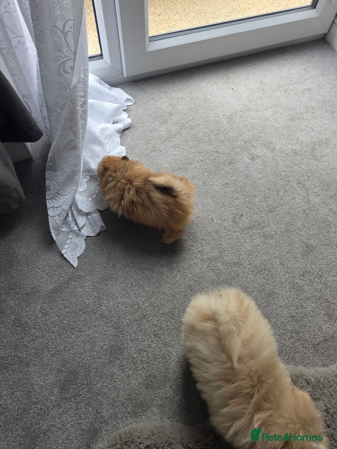 Pomeranian dogs for sale: Pomeranian puppies  - Image 13