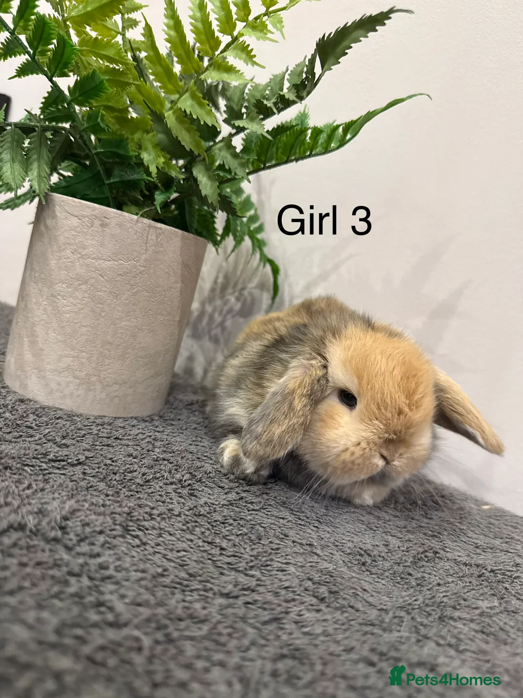 Mini Lop rabbits for sale: ✨Stunning Magpie & Harlequin Mini Lops✨ - Advert 17