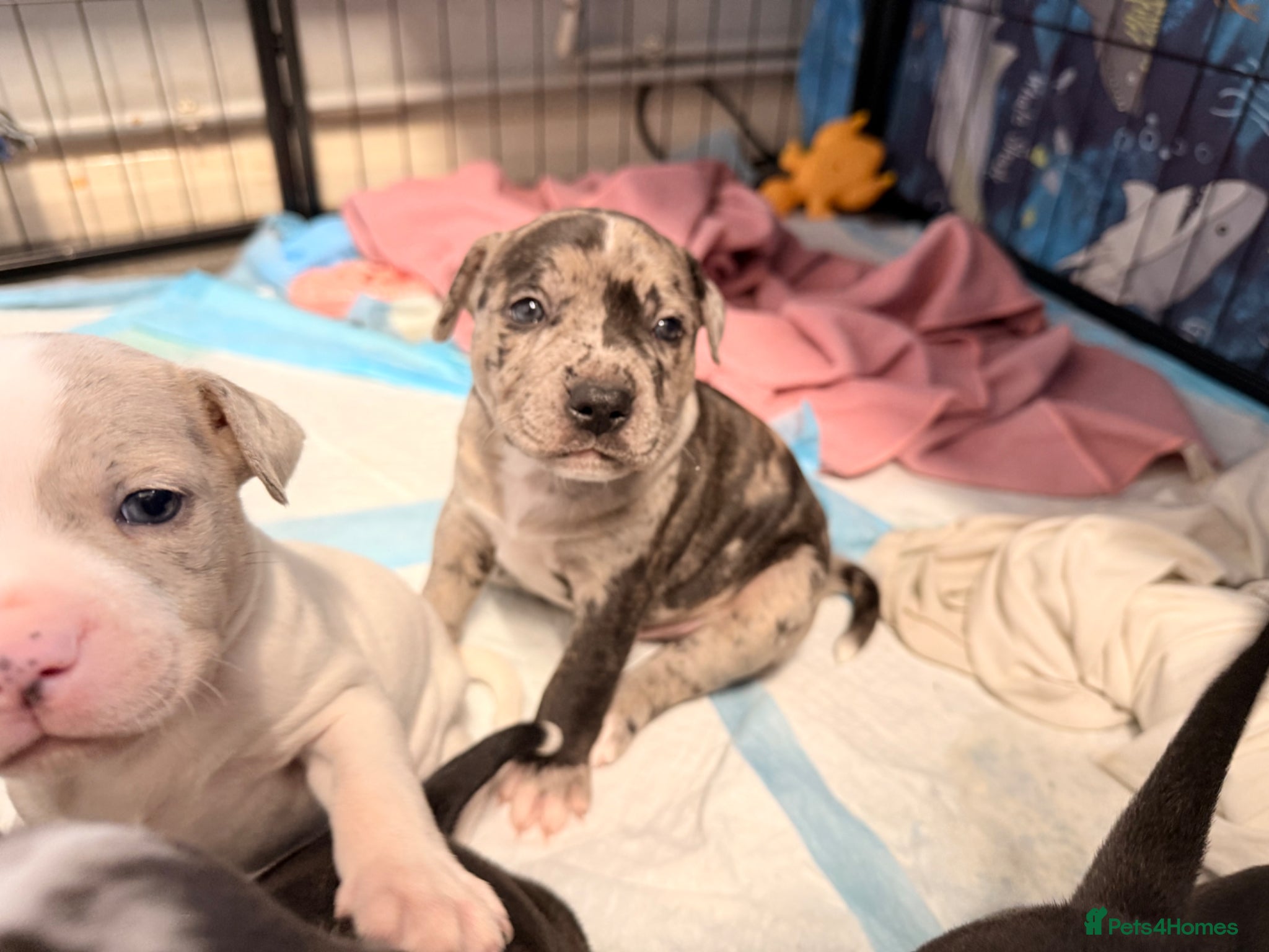 Staffordshire Bull Terrier dogs 5 beautiful staffy pups  - Advert 9
