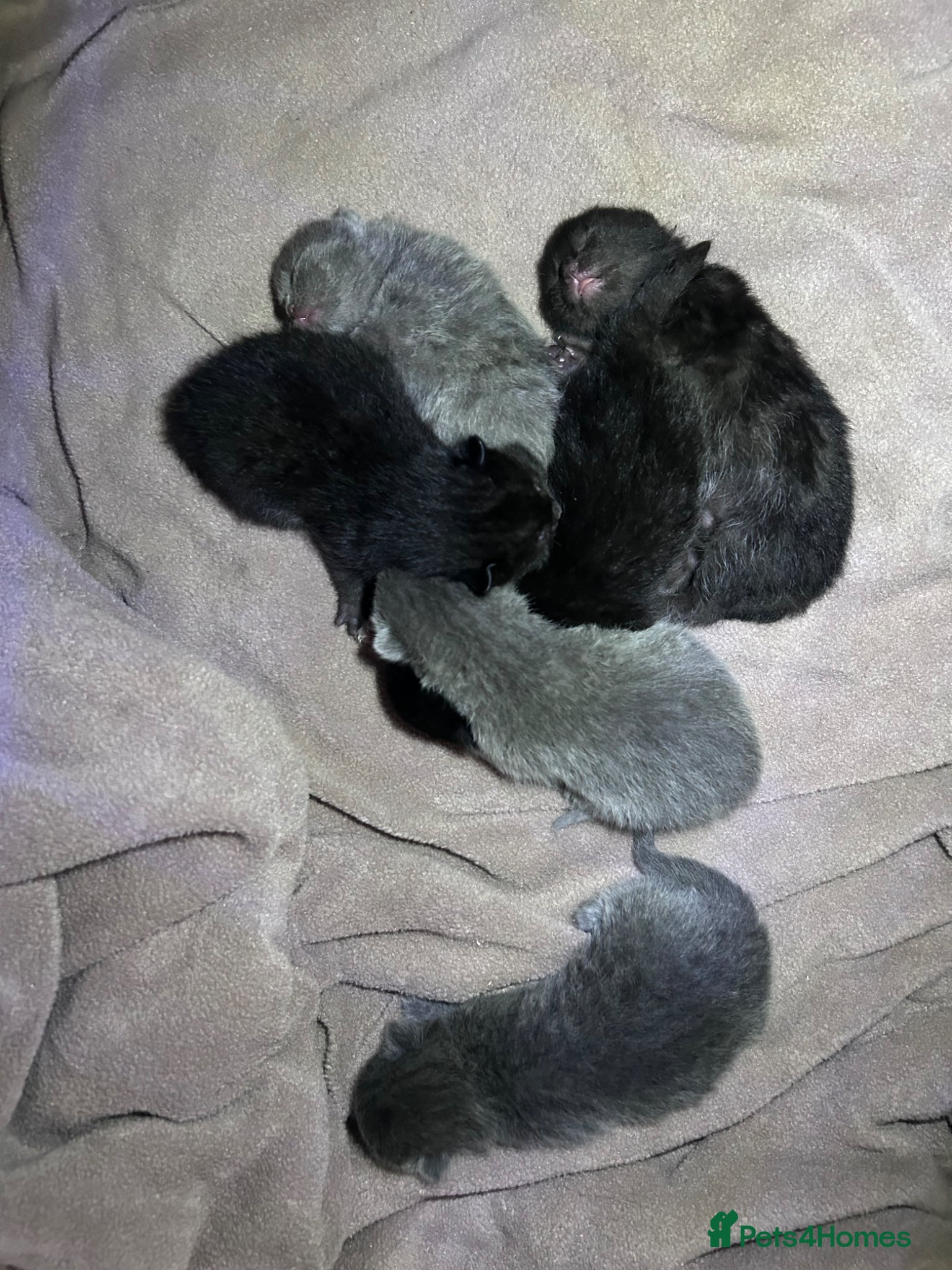 British Shorthair cats for sale: 5 British shorthair kittens  - Advert 27
