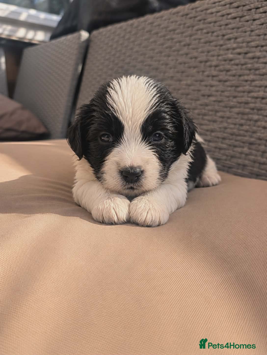 Mixed Breed dogs Cock-a-tzu  - Advert 18