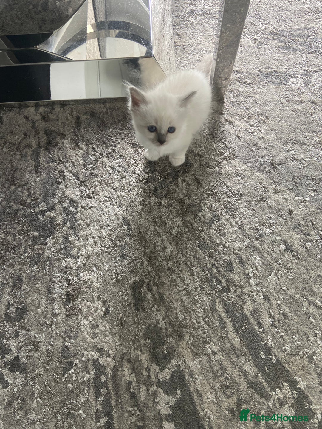 Birman cats for sale: BIRMAN KITTENS  - Image 3