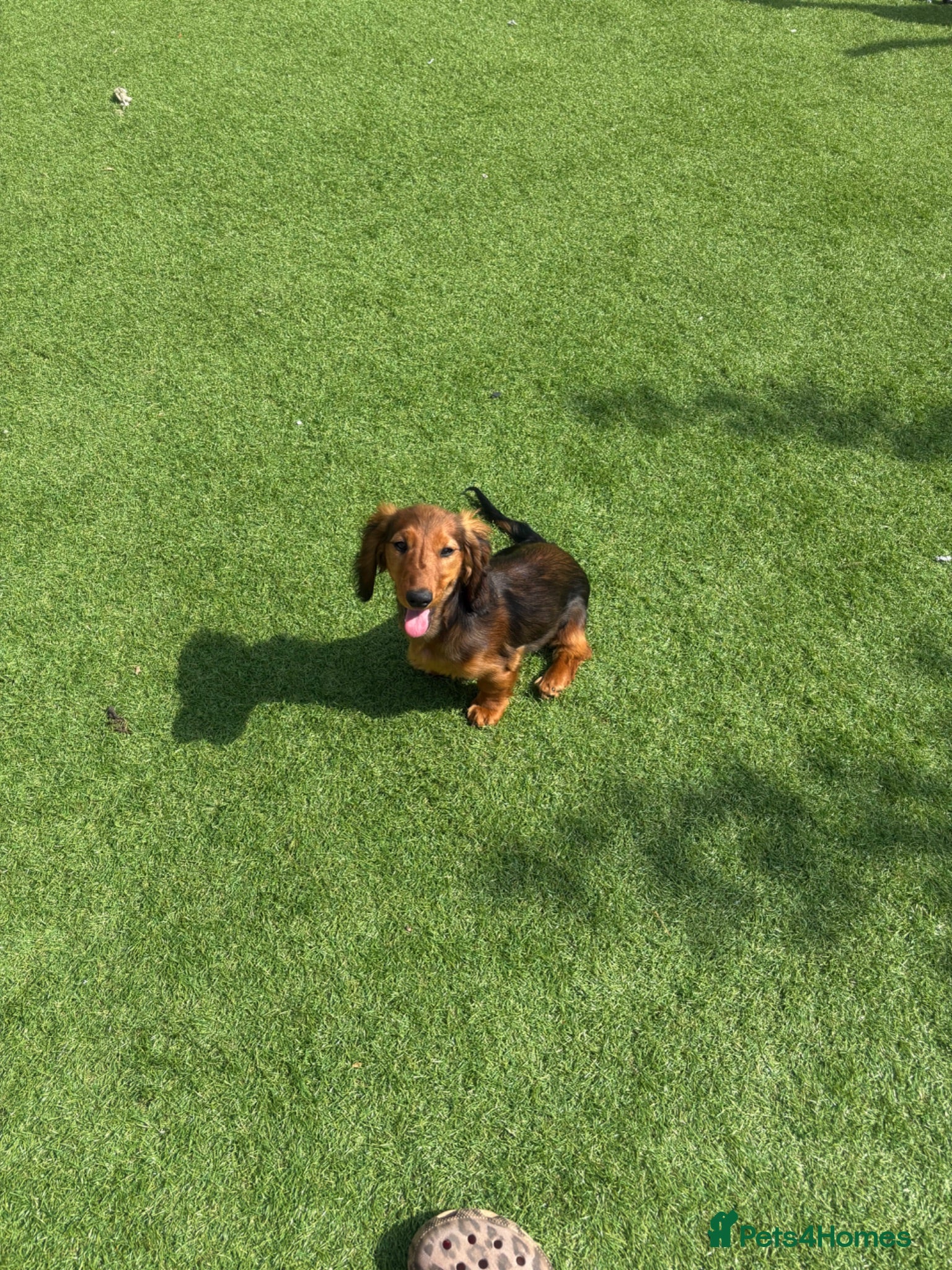 Miniature Dachshund dogs 1 shaded red long haired miniature dachshunds 🐶 - Advert 16