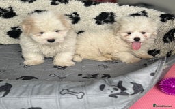 Coton De Tulear dogs for sale: Coton de tulear male pups  - Image 8