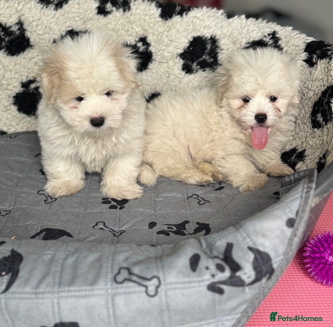 Coton De Tulear dogs for sale: Coton de tulear male pups  - Image 8
