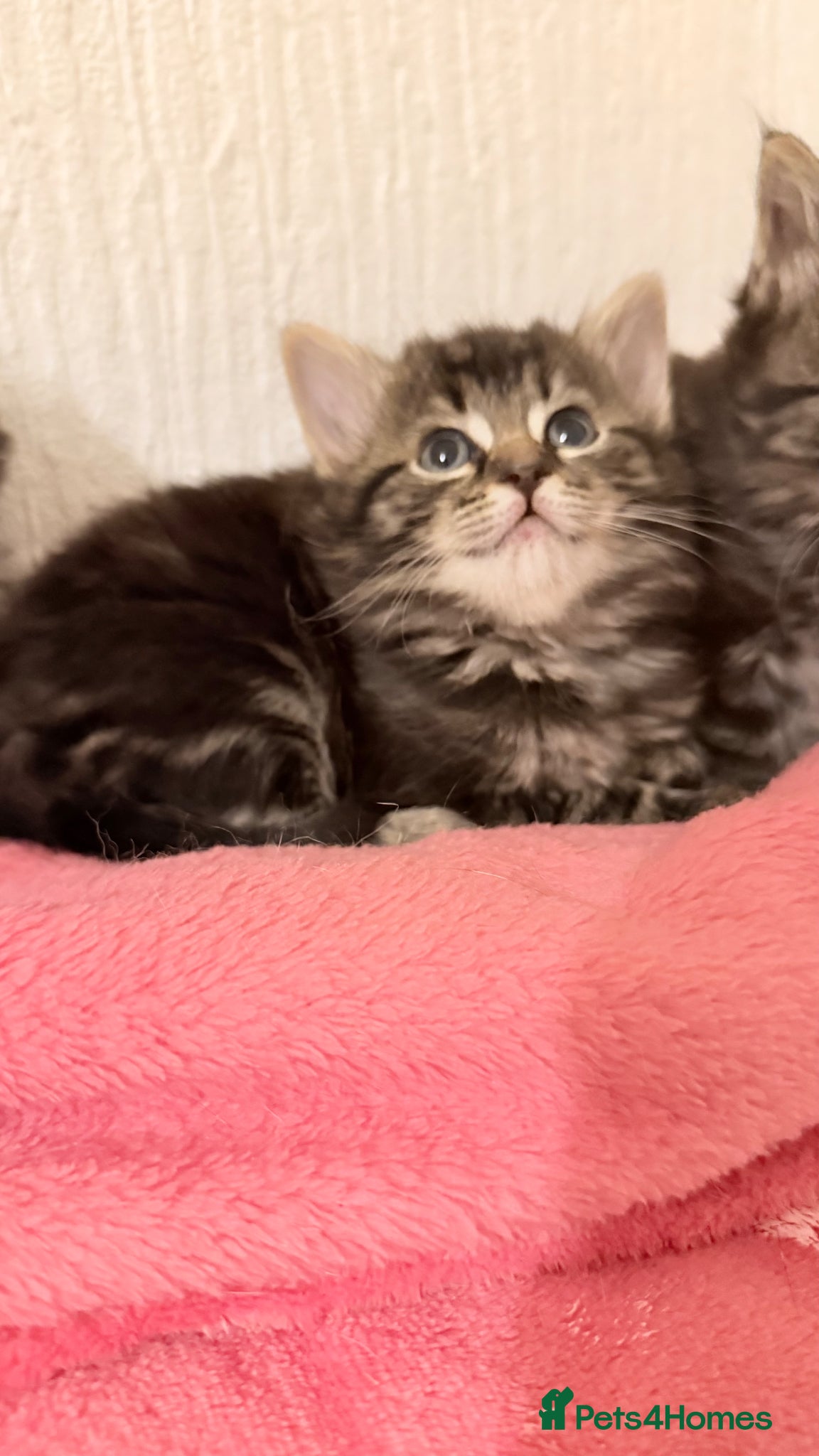 Mixed Breed cats Scottish fold cross ragdoll - Advert 1