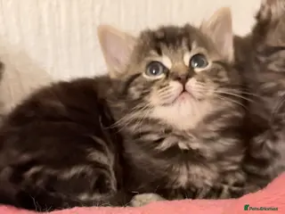 Mixed Breed cats Scottish fold cross ragdoll - Advert 1