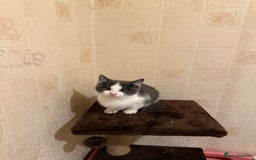 Ragdoll cats for sale: Ragdoll x Kittens - Image 8