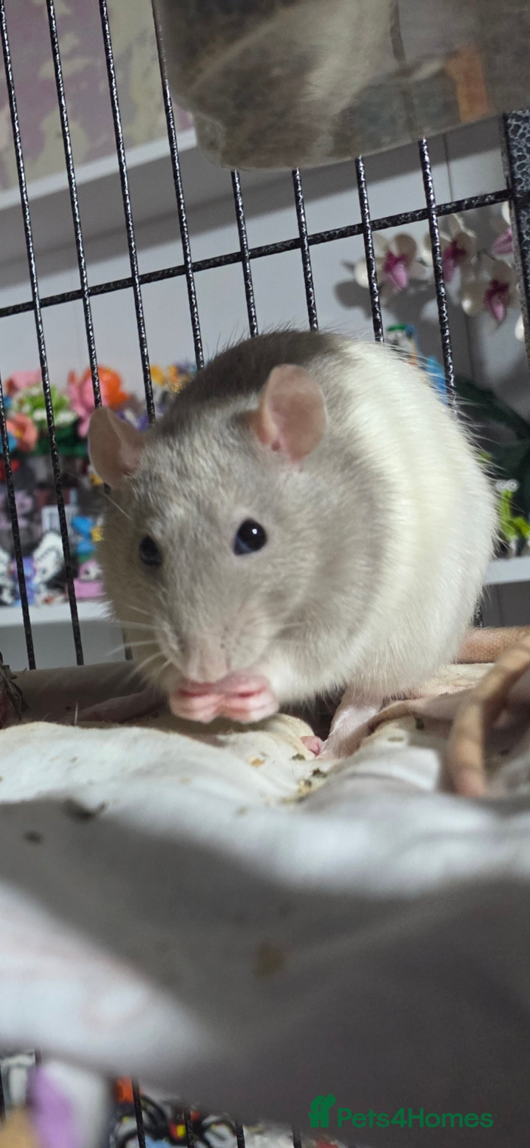 Rat rodents for sale: 4 bonded female rats  - Image 2