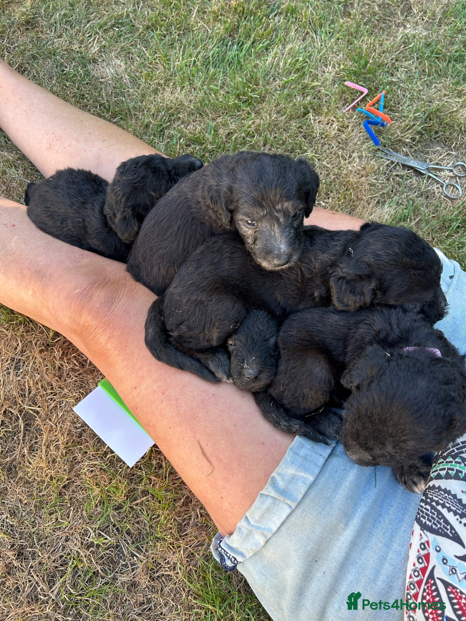 Bedlington Terrier dogs KC registered Bedlington terrier puppies  - Advert 2
