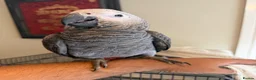 Parrots birds for sale: Hand Reared Baby African Grey - Advert 2