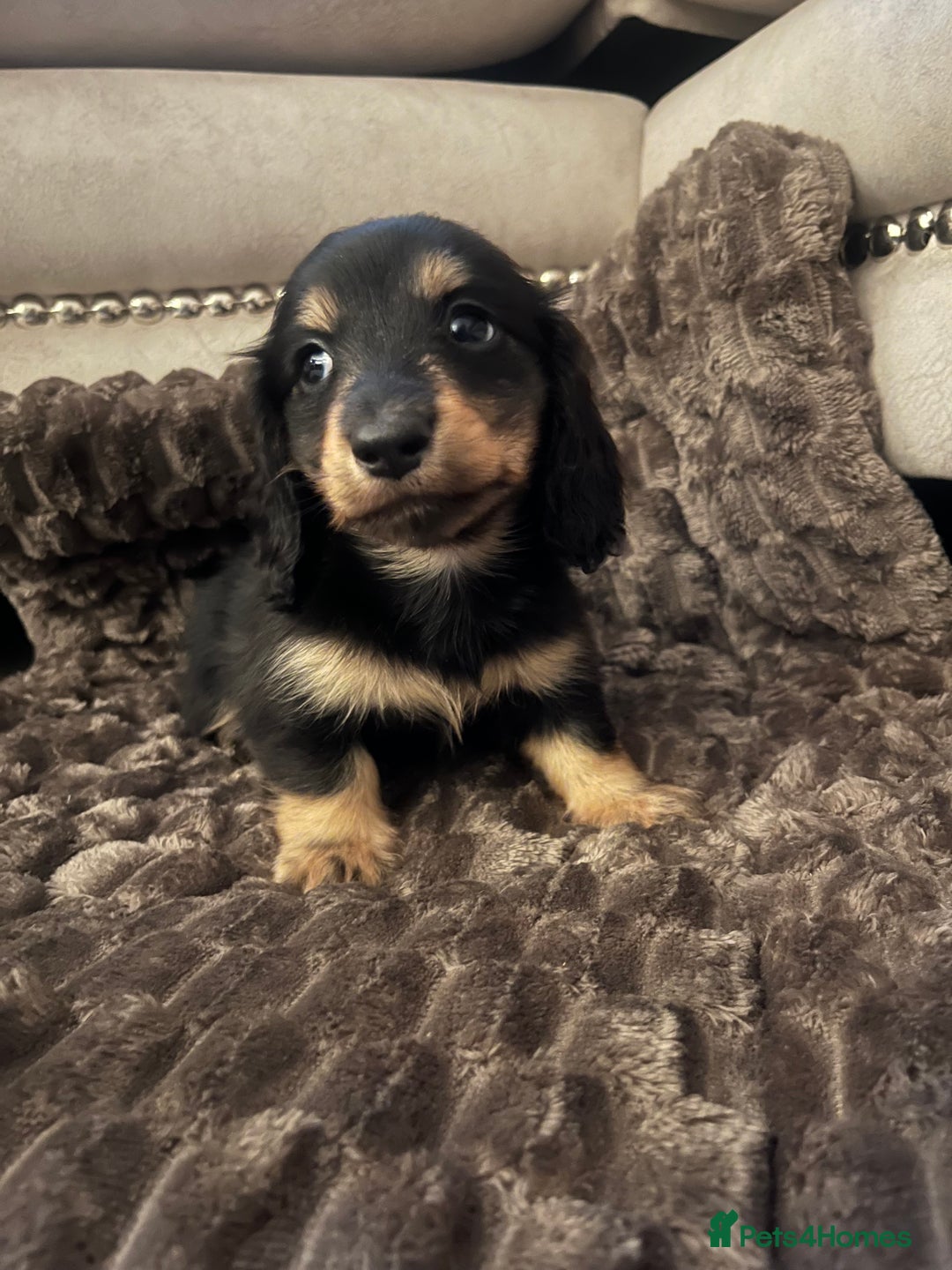Miniature Dachshund dogs for sale: KC Reg PRA Clear Miniature Dachshunds  - Image 5